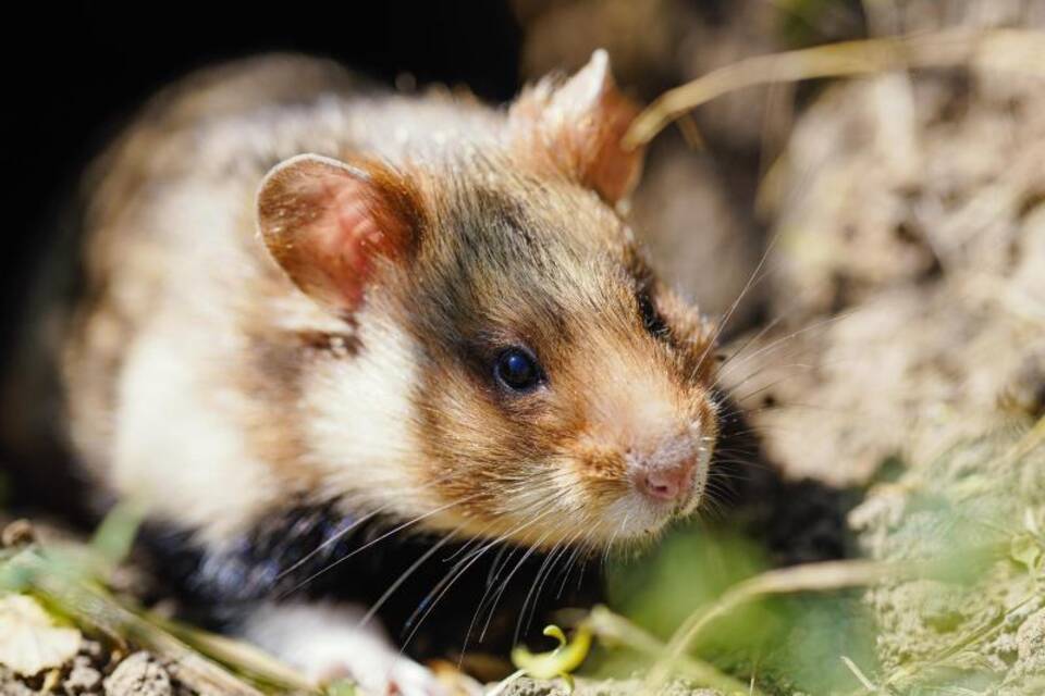 Hamster Hamster