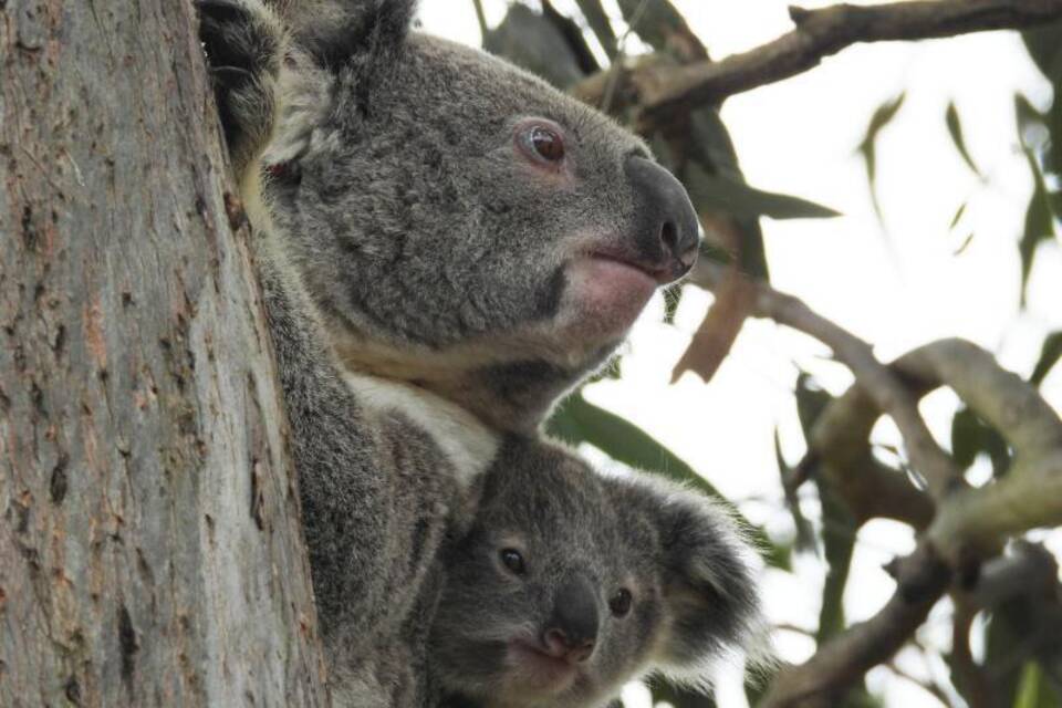 Koalas