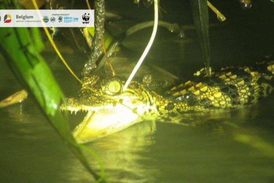 Schlüpflinge des seltenen Siam-Krokodils in Kambodscha entdeckt