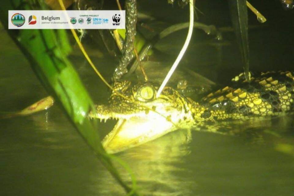 Siam-Krokodil Siam-Krokodil
