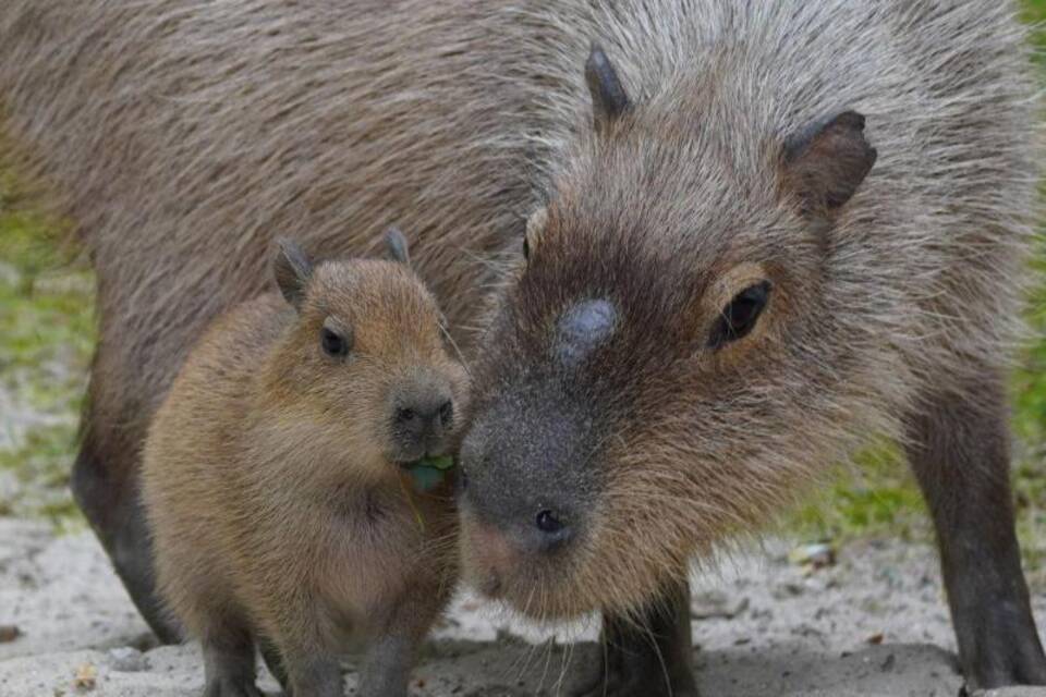 Wasserschwein