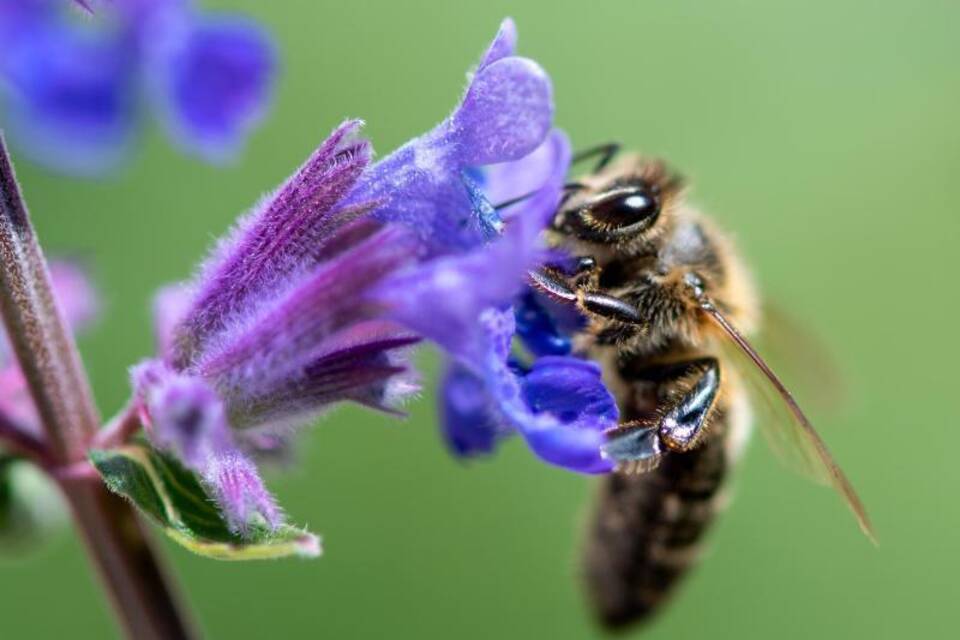 Biene Biene