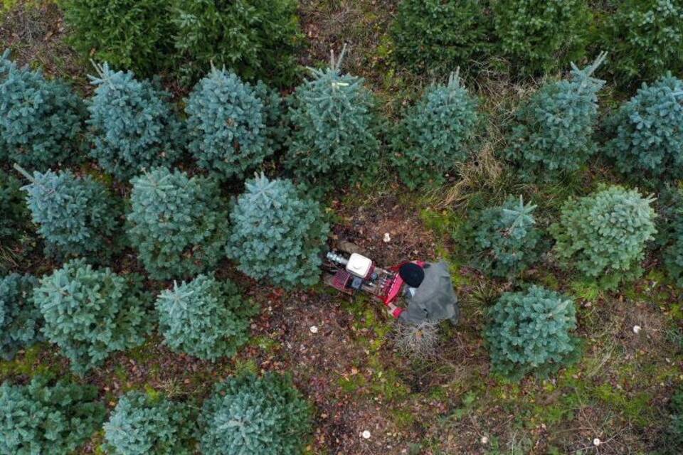 Weihnachtsbäume in Großbritannien