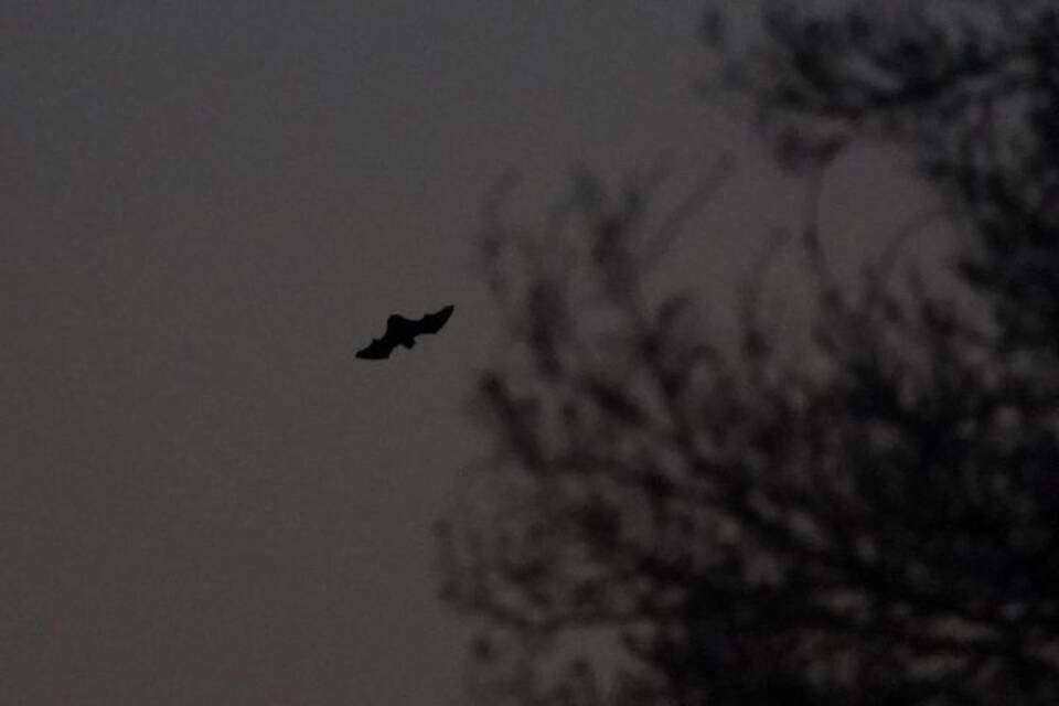 Fledermaus Fledermaus