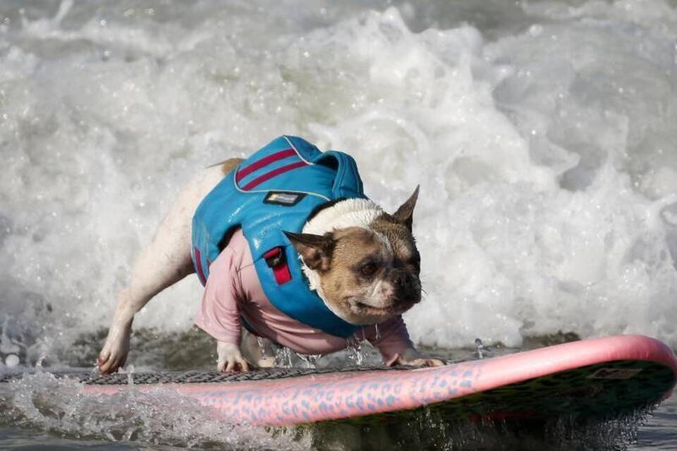 Hund auf Surfbrett