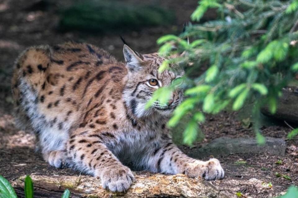 Luchs Luchs