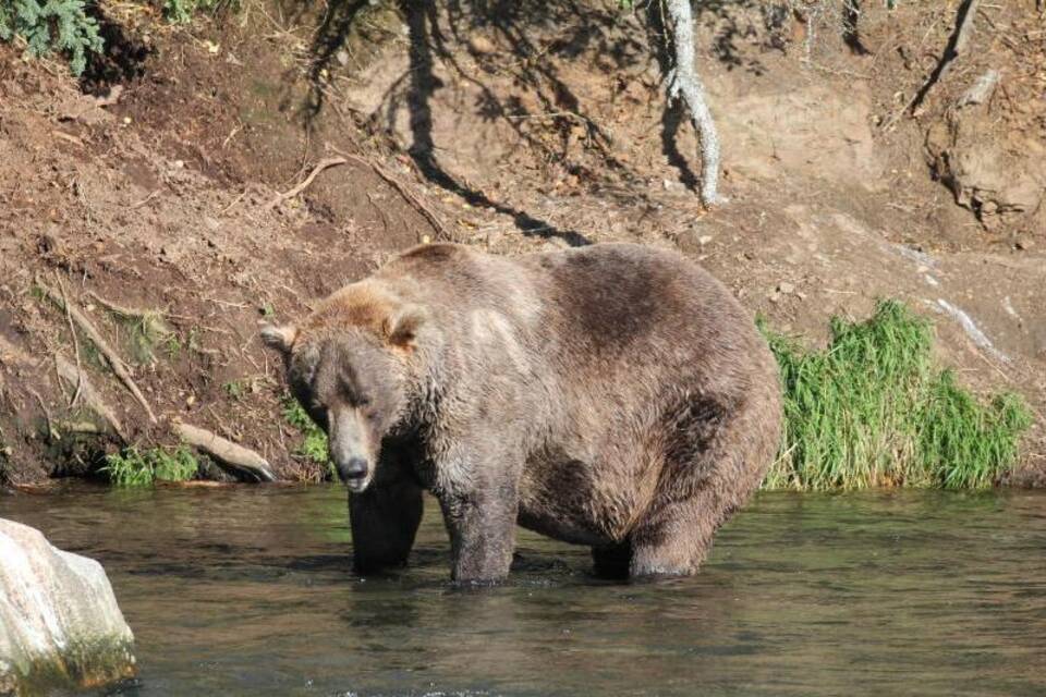 Fat Bear Week Fat Bear Week
