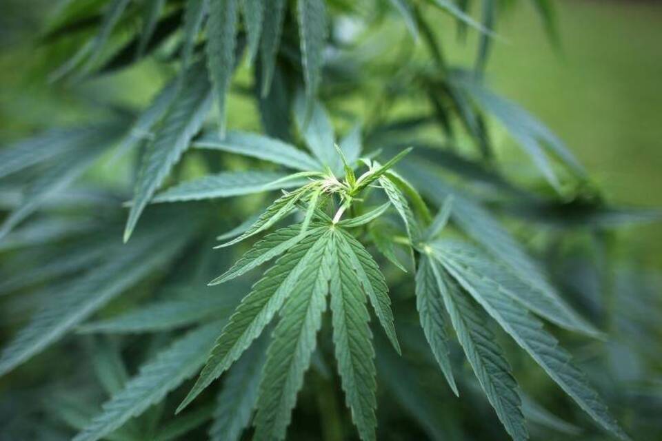 Cannabis Cannabis