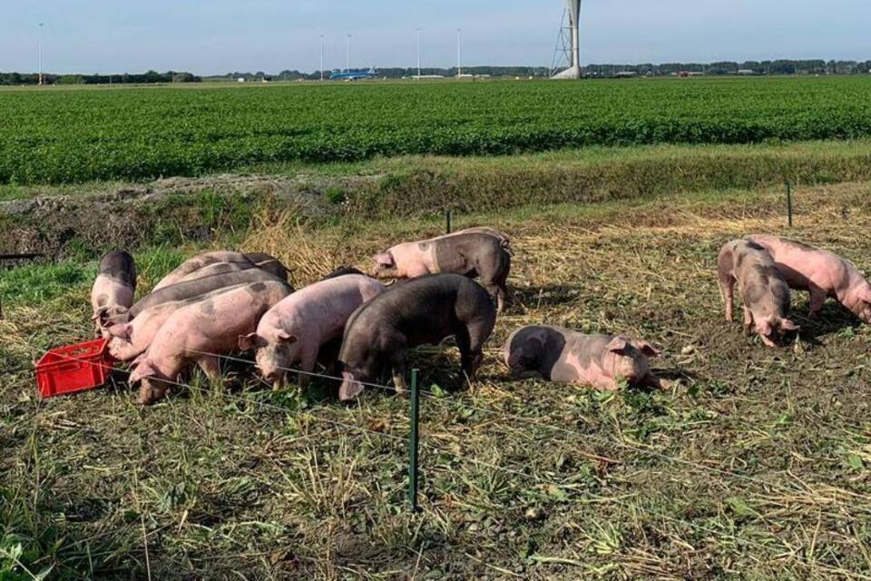 Schweine in Schiphol