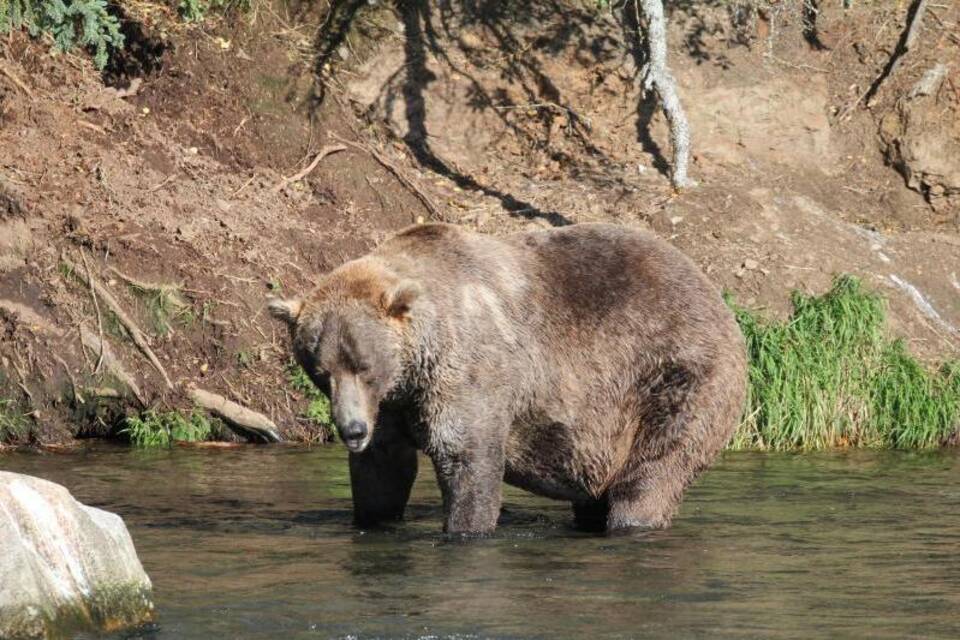 «Fat Bear»-Wahlen in Alaska