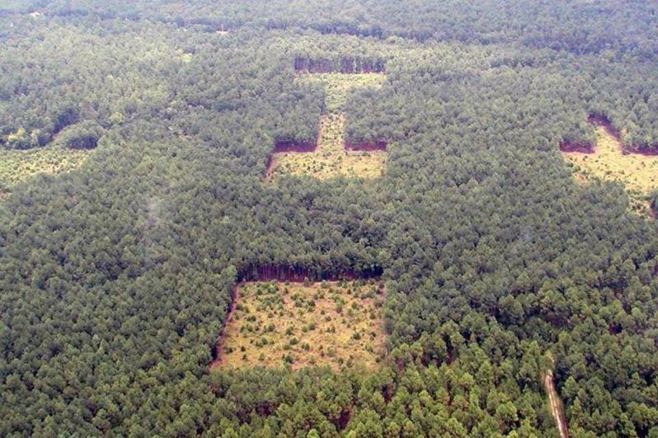 Wald in South Carolina