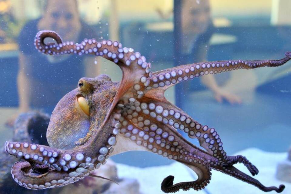 Octopus vulgaris