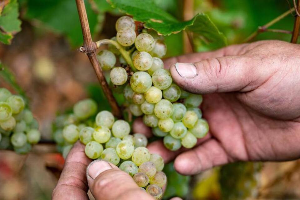 Weinlese Weinlese