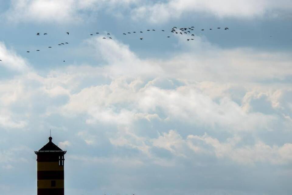 Zugvogeltage Zugvogeltage
