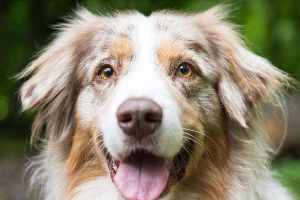 Hund Hund