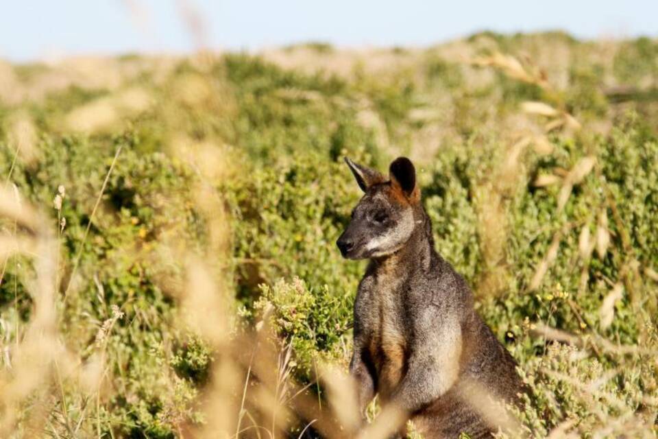 Kängurus in Australien