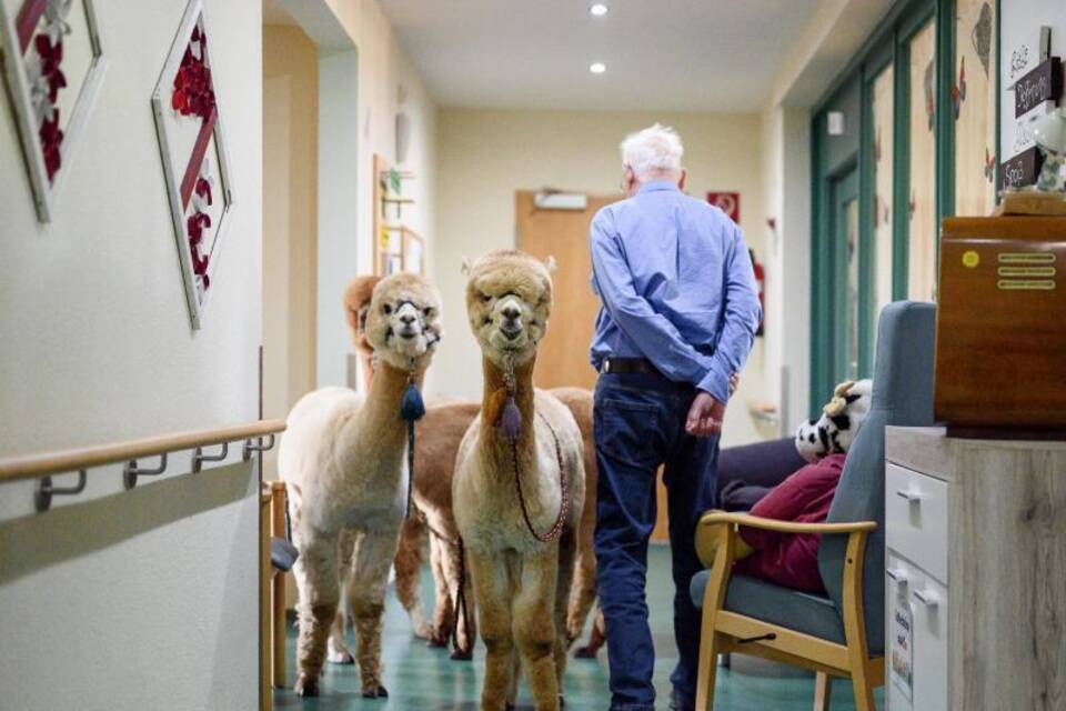 Therapie-Alpakas und Lamas Therapie-Alpakas und Lamas