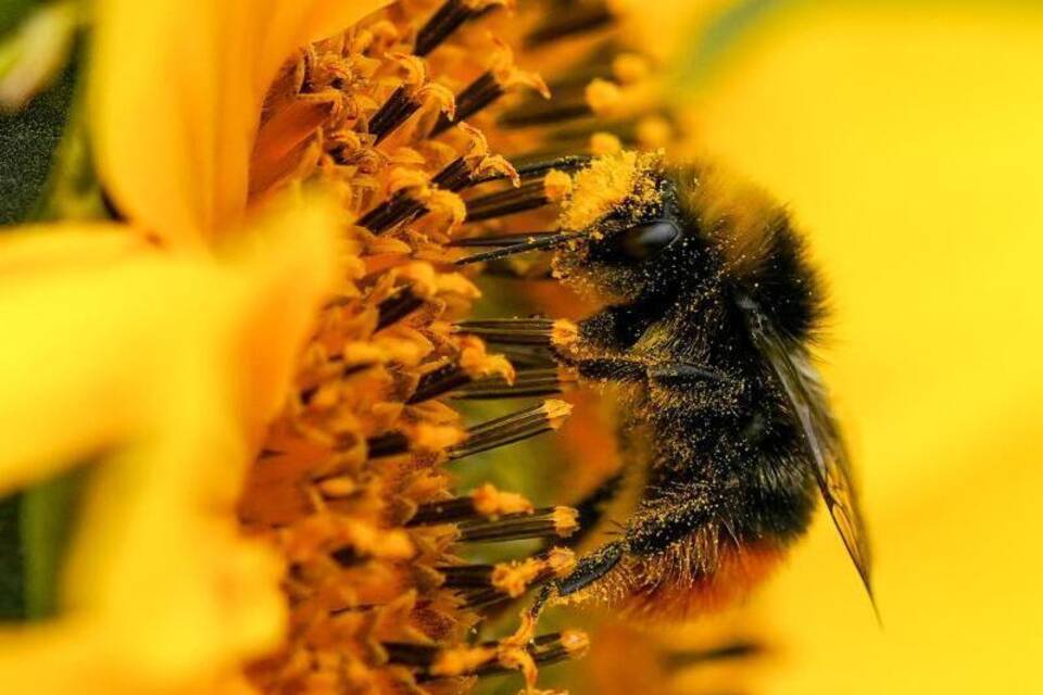 Hummel Hummel