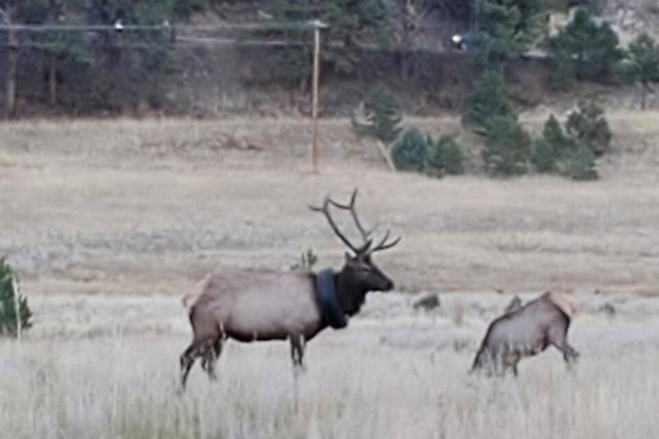 Wapiti-Hirsch Wapiti-Hirsch