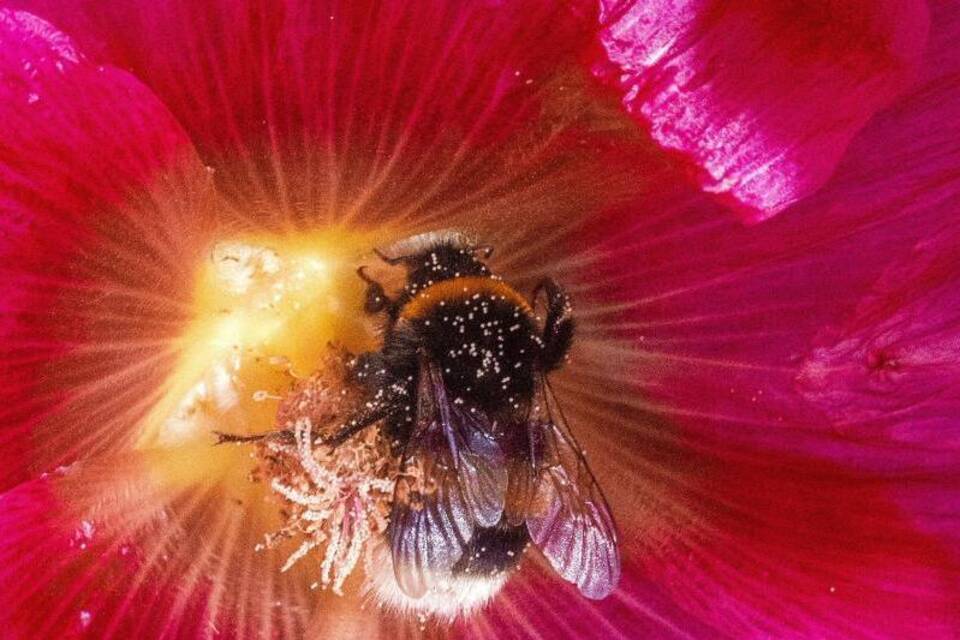 Hummel Hummel