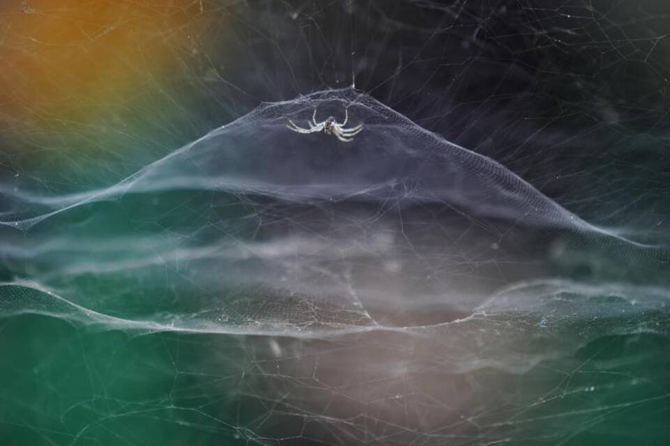 Zeltspinne Zeltspinne