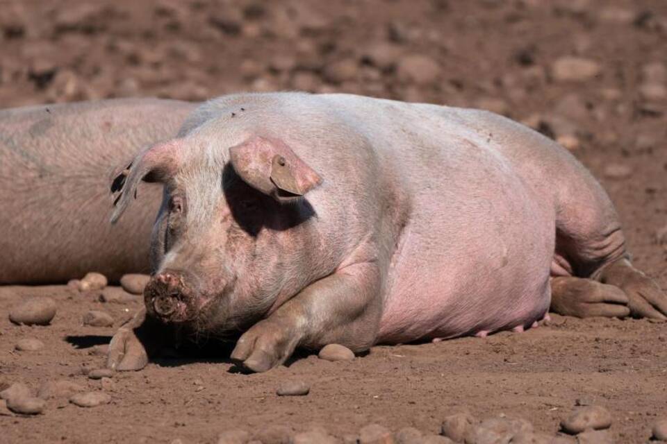 Schweine Schweine