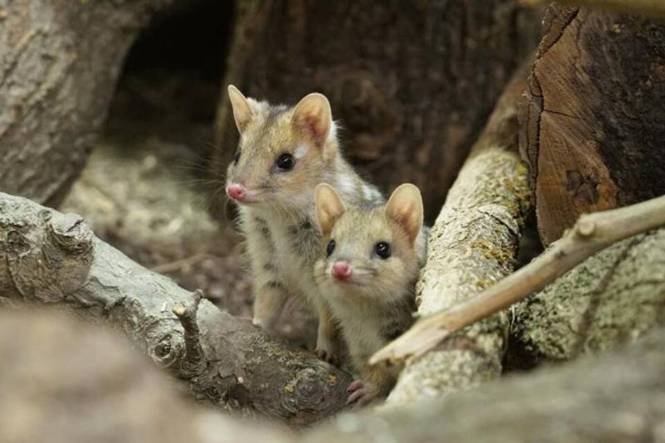 Quolls