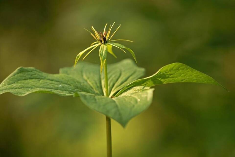 Blume des Jahres