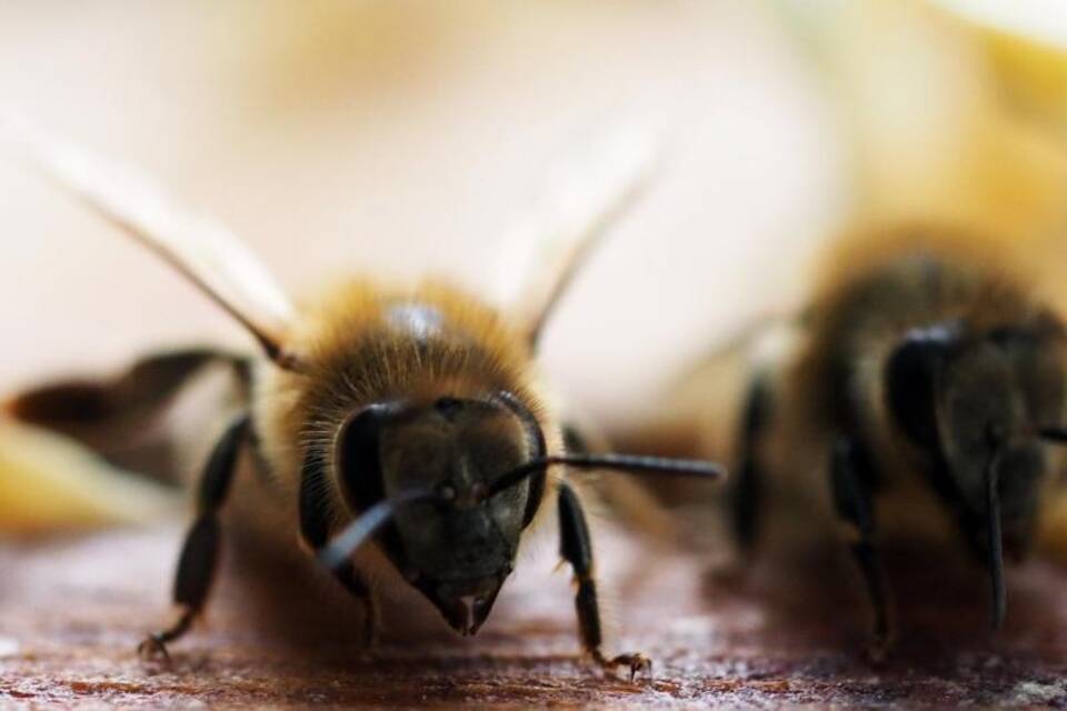 Bienenimporte verzögert