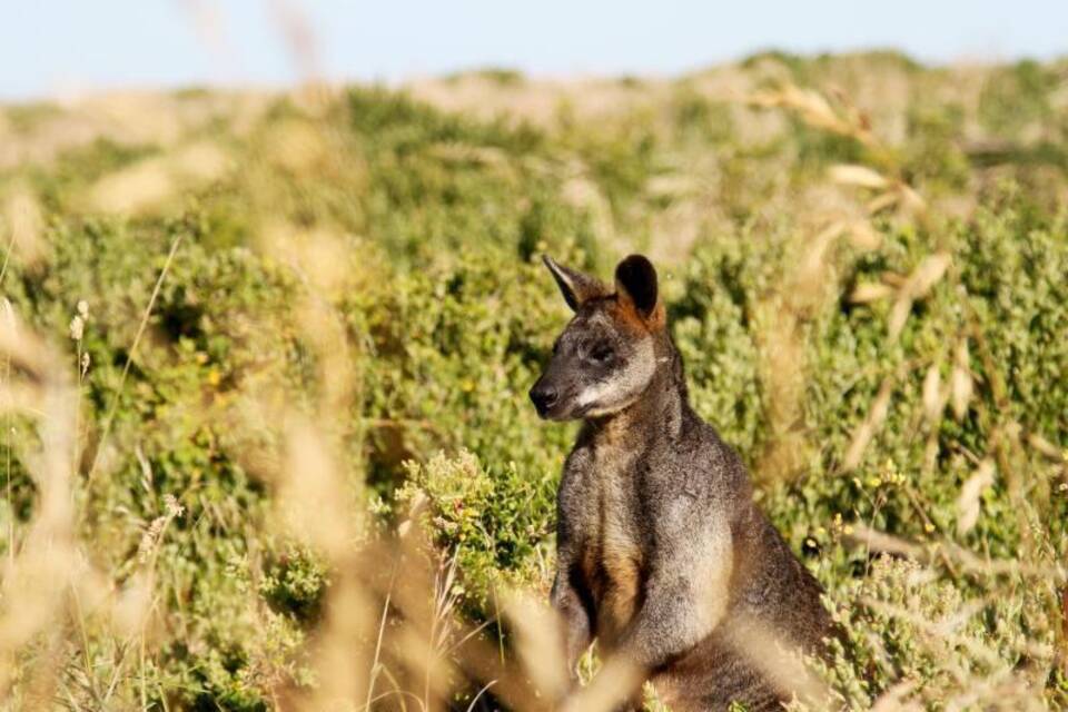 Känguru Känguru