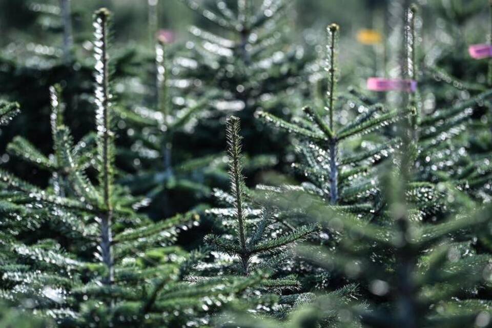 Weihnachtsbäume so teuer wie voriges Jahr