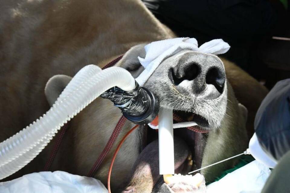 Eisbär Eisbär