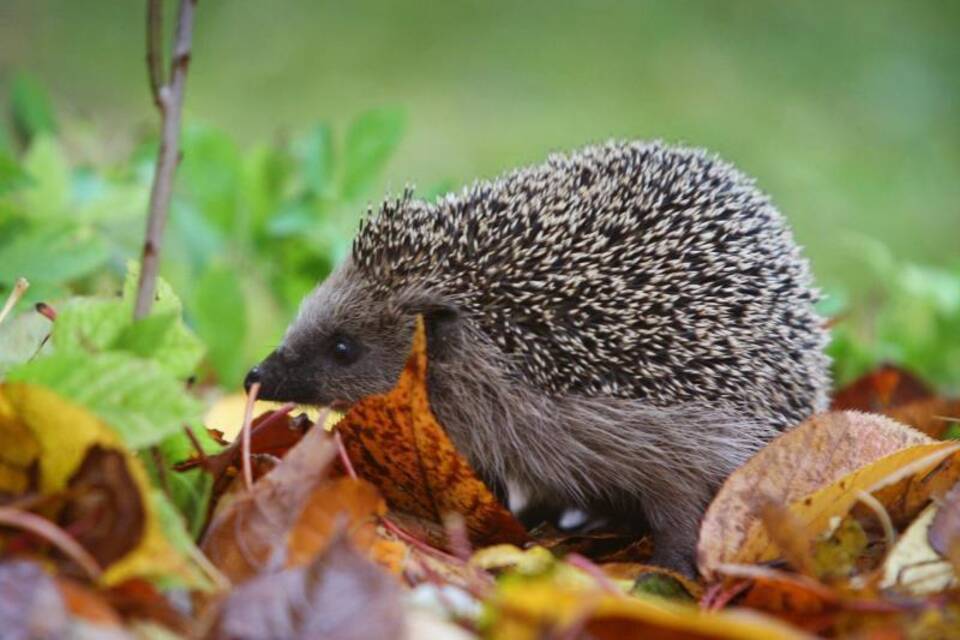 Igel Igel
