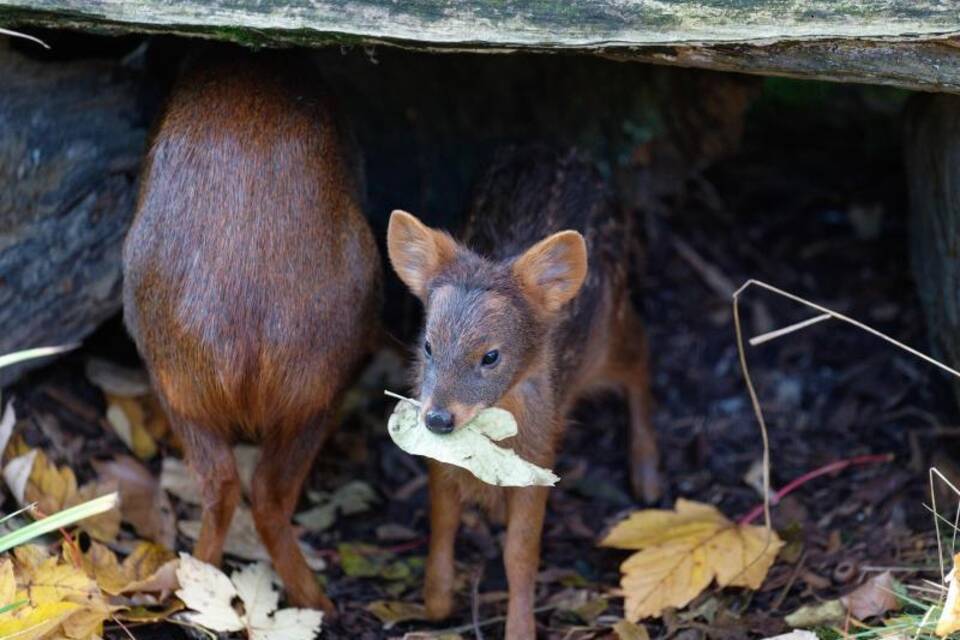 Pudu-Baby Pudu-Baby