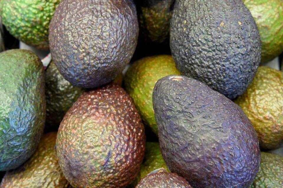 Avocados Avocados