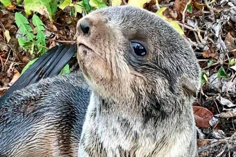 Seebär-Baby Seebär-Baby