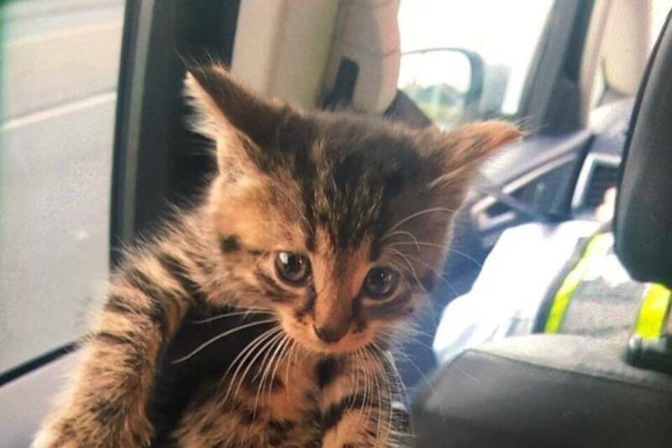 Katzenbaby Katzenbaby