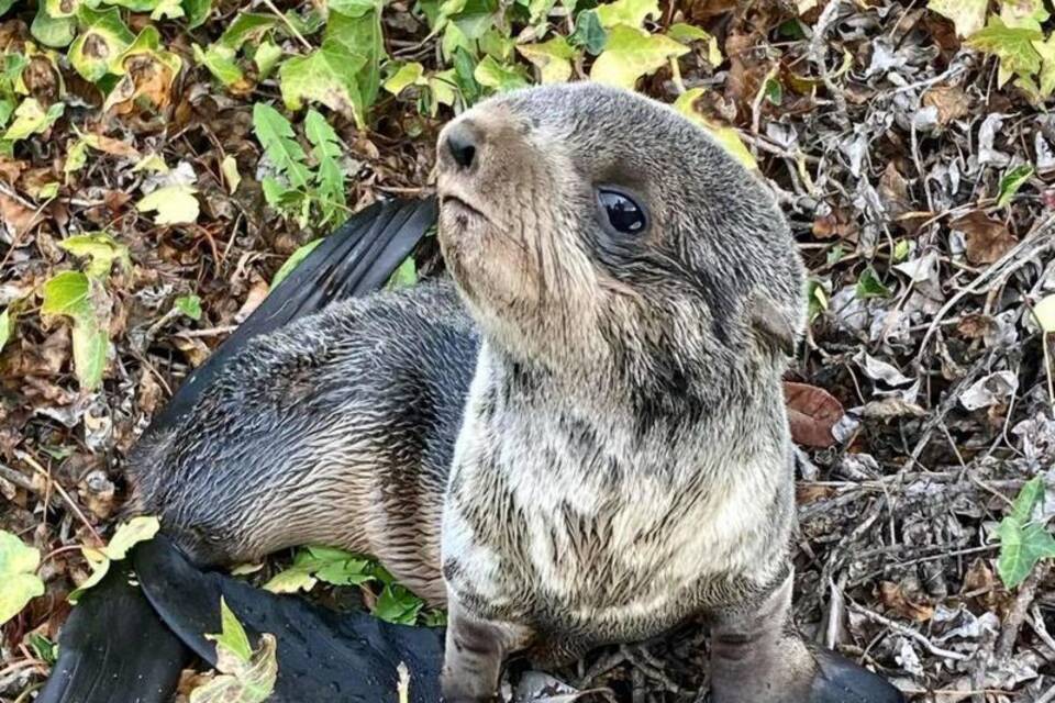 Seebär Seebär