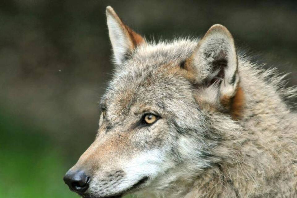 Wolf Wolf