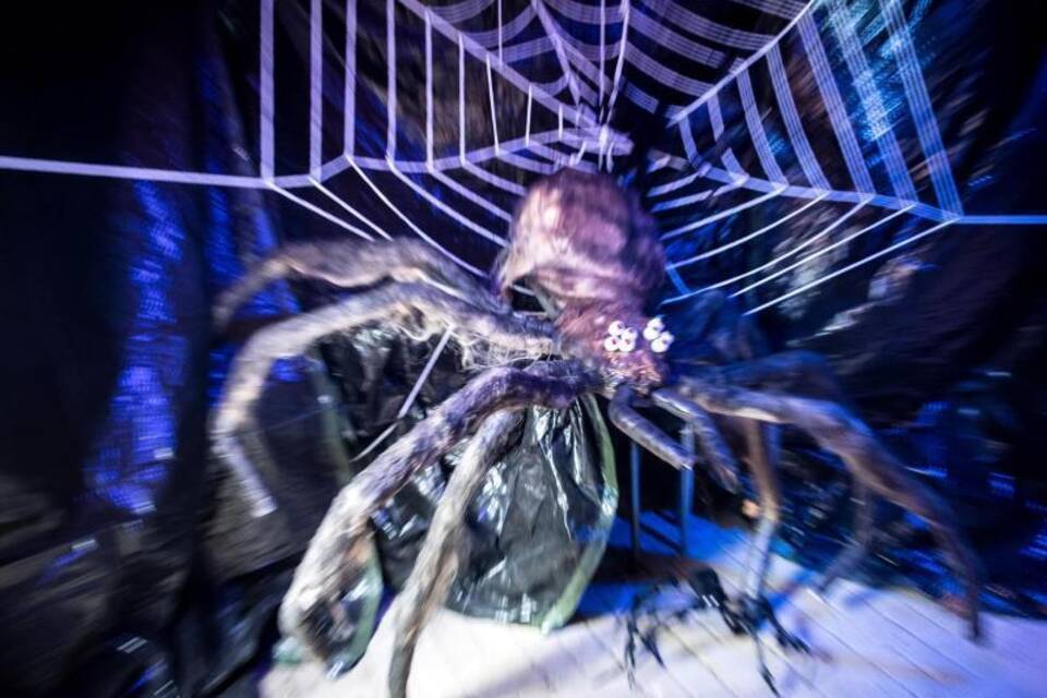 Spinne Spinne