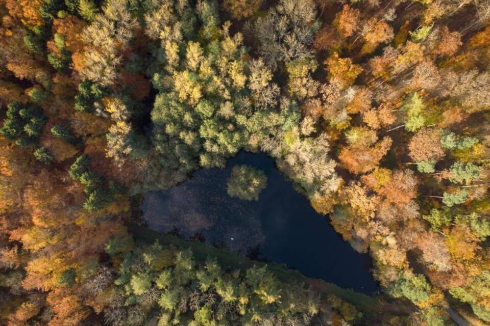 Wald Wald