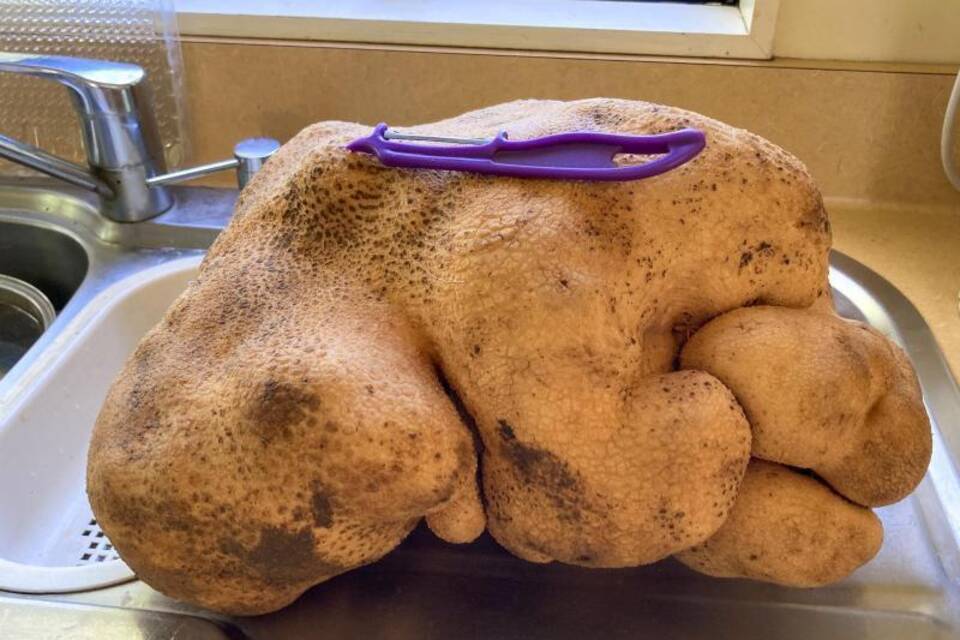 Kartoffel Kartoffel