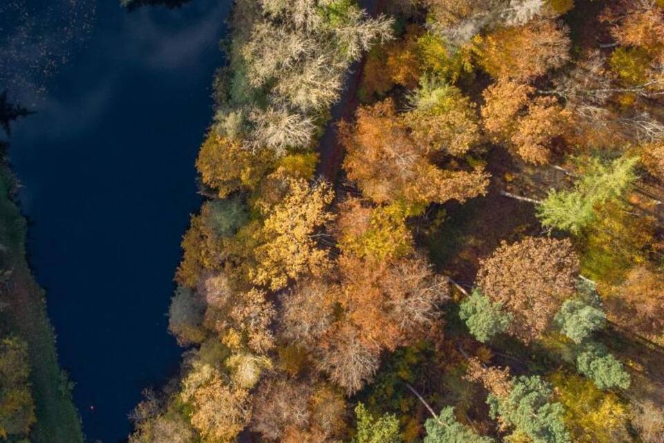 Herbstlicher Wald