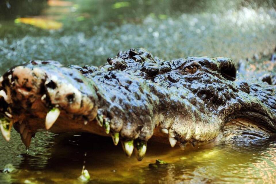 Krokodil Krokodil