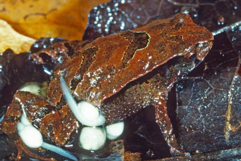 Frosch Frosch