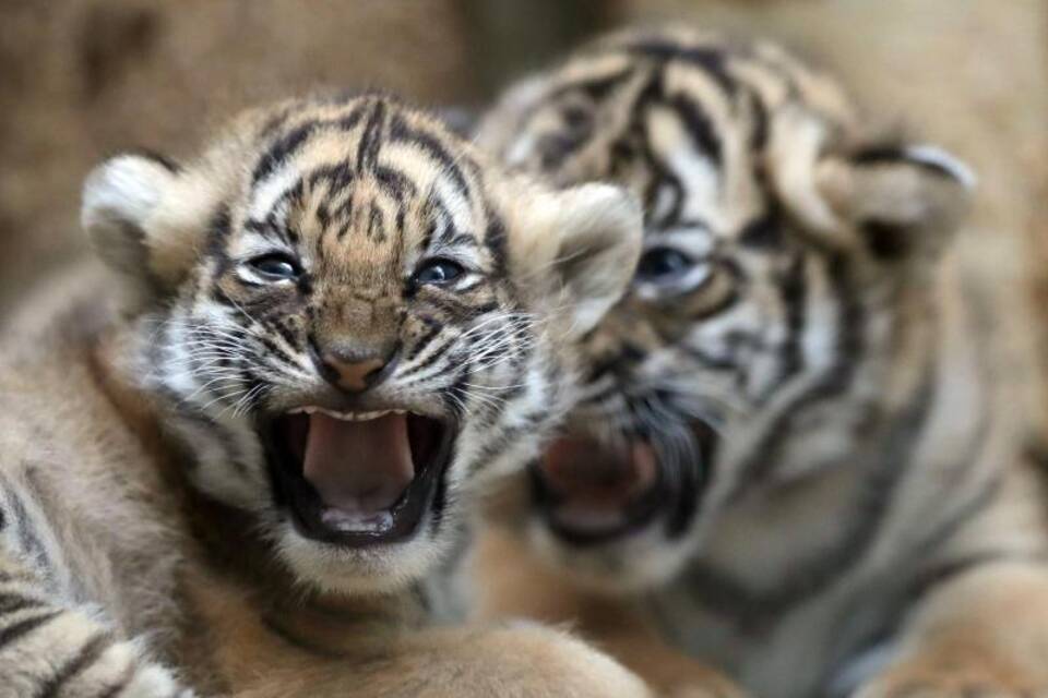Seltene malaysische Tigerbabys