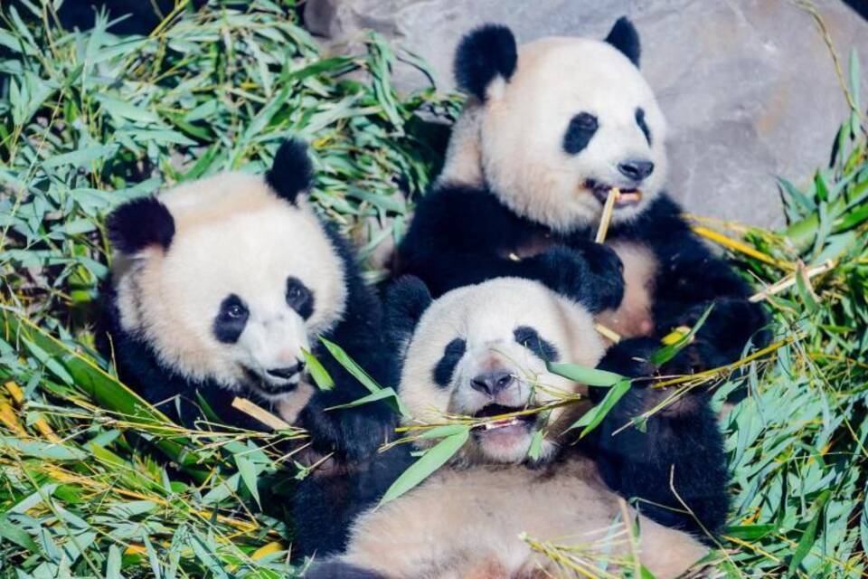 Berliner Panda-Jungen mit Meng Meng