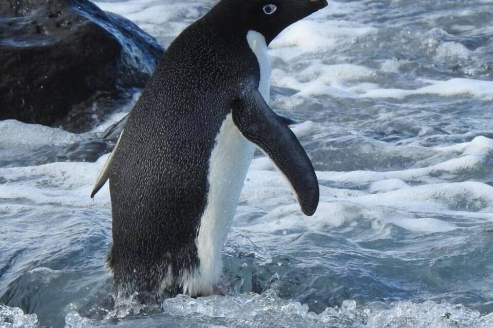 Pinguin aus der Antarktis schwimmt 3000 Kilometer nach Neuseeland Pinguin aus der Antarktis schwimmt 3000 Kilometer nach Neuseeland