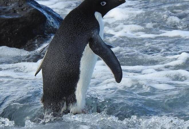 Animales: los pingüinos antárticos nadan 3000 km hasta Nueva Zelanda – ciencia