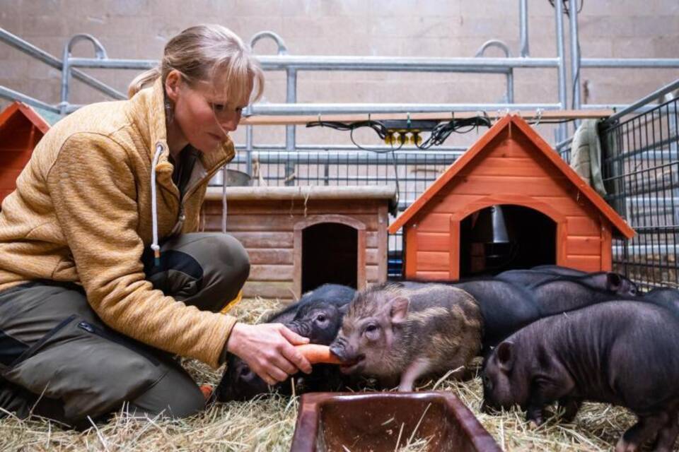 Ferkel auf Gnadenhof Ferkel auf Gnadenhof